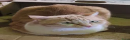 Meticcio gatti in regalo: GATTI ADULTI E GATTINI PICCOLI a Provincia di Piacenza - Annuncio 4