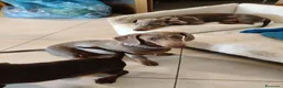 Bassotto cani in vendita: Bassotti isabella  - Annuncio 7