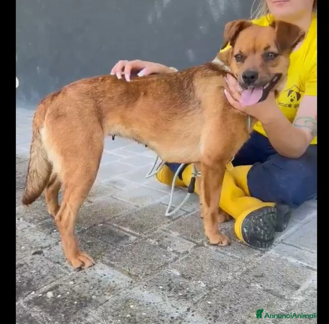 Meticcio cani in regalo: Kira 2anni color miele kg12 SAVONA  - Annuncio 2