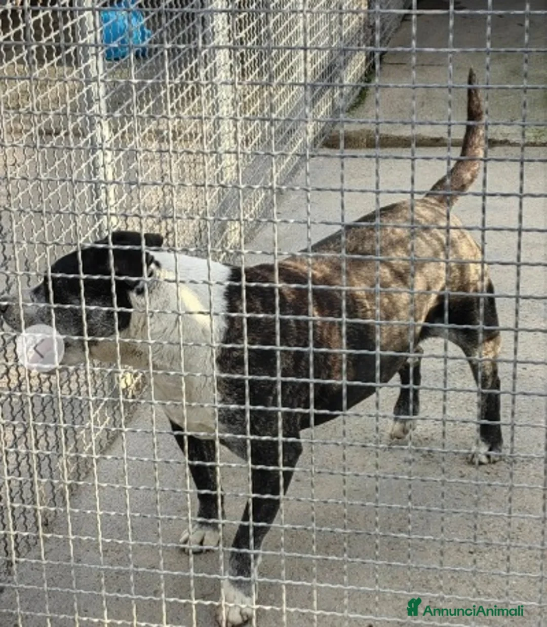 Meticcio cani in regalo: Simil Amstaff 10anni sfortunato SOS CASA CASERTA a Città metropolitana di Milano - Annuncio 3