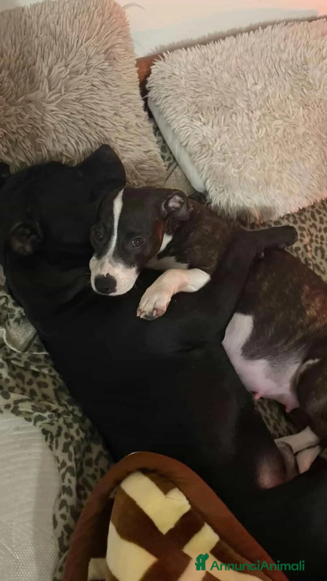 Meticcio cani in vendita: Cuccioli  a Provincia di Brescia - Annuncio 2