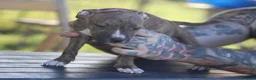 Pitbull cani in vendita: Cuccioli Pit Bull con pedigree anche a rate - Annuncio 16