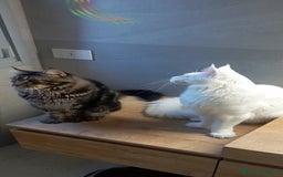 Maine Coon gatti per accoppiamento: Maine Coon per accoppiamento con pedigree - Immagine 8