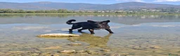 Meticcio cani in regalo: Regalo cane  a Provincia di Lecco - Annuncio 3