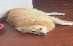 Meticcio cani in regalo: JOHN TAFLIA PICCOLA a Città metropolitana di Catania - Immagine 2