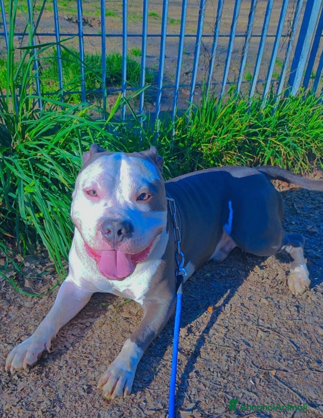 Pitbull cani per accoppiamento: Monta - Annuncio 35