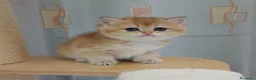 Scottish gatti in vendita: Cuccioli Scottish Straight - Annuncio 24