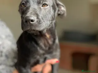 Meticcio cani IL PICCOLO THEODORE a Città Metropolitana di Firenze - Annuncio 37