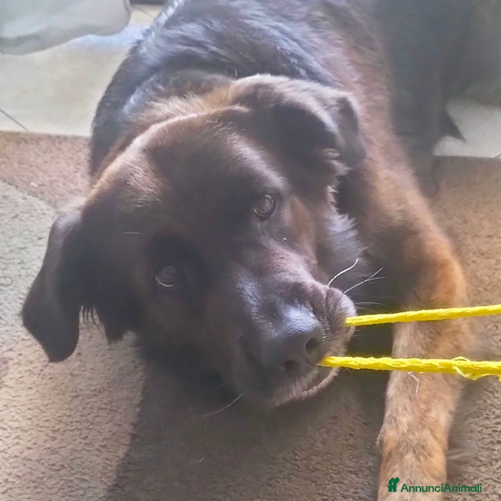 Meticcio cani Cerco cagnolona per cuccioli - Annuncio 1