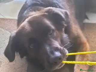 Meticcio cani Cerco cagnolona per cuccioli - Annuncio 1