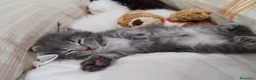 Maine Coon gatti in vendita: Stupendo cucciolo di Maine coon a Città Metropolitana di Bologna - Annuncio 2