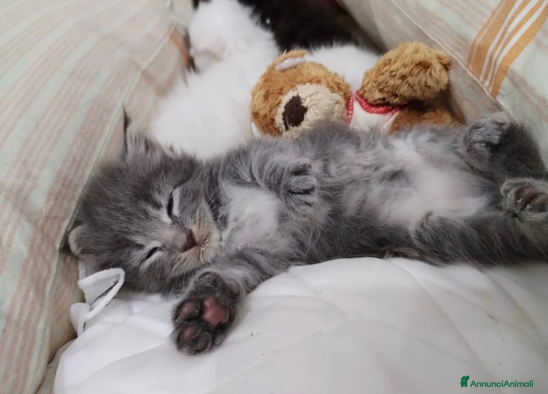 Maine Coon gatti in vendita: Stupendo cucciolo di Maine coon a Città Metropolitana di Bologna - Annuncio 2