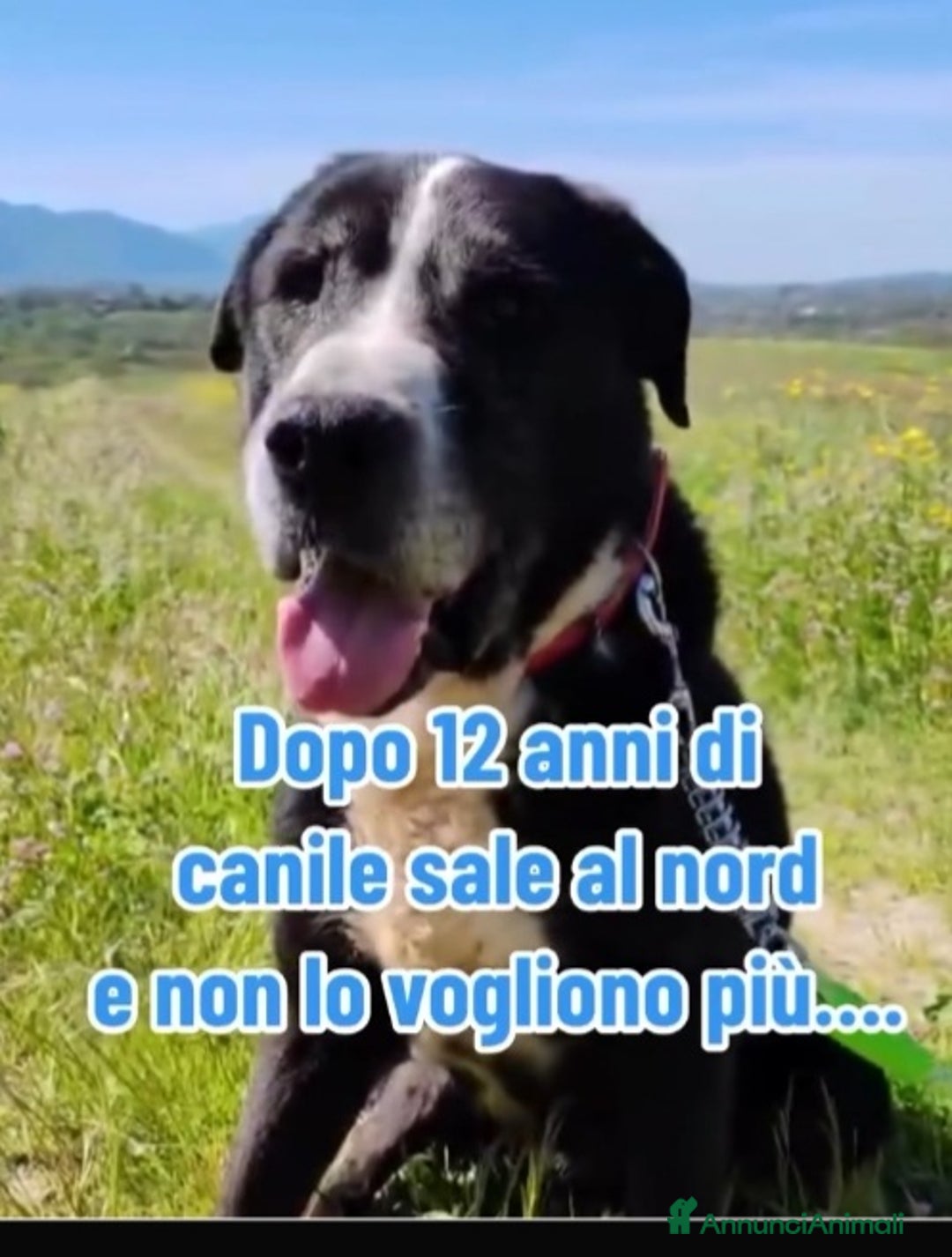 Meticcio cani in regalo: 12ANNI DI DURO CANILE..ADOTTATO E RIFIUTATO!MILANO a Città metropolitana di Milano - Annuncio 4