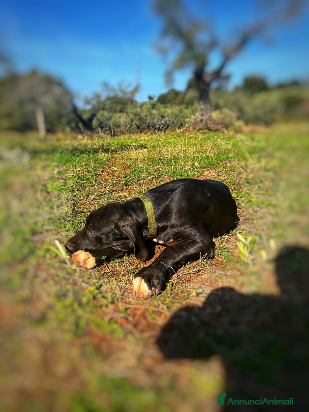 Alano cani in vendita: Cuccioli di Alano nero, ad alta geneaologia - Annuncio 19