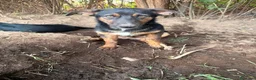 Meticcio cani in regalo: Bacon cerca amore - Annuncio 4