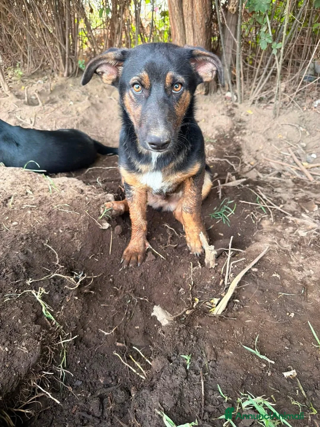 Meticcio cani in regalo: Bacon cerca amore - Annuncio 4