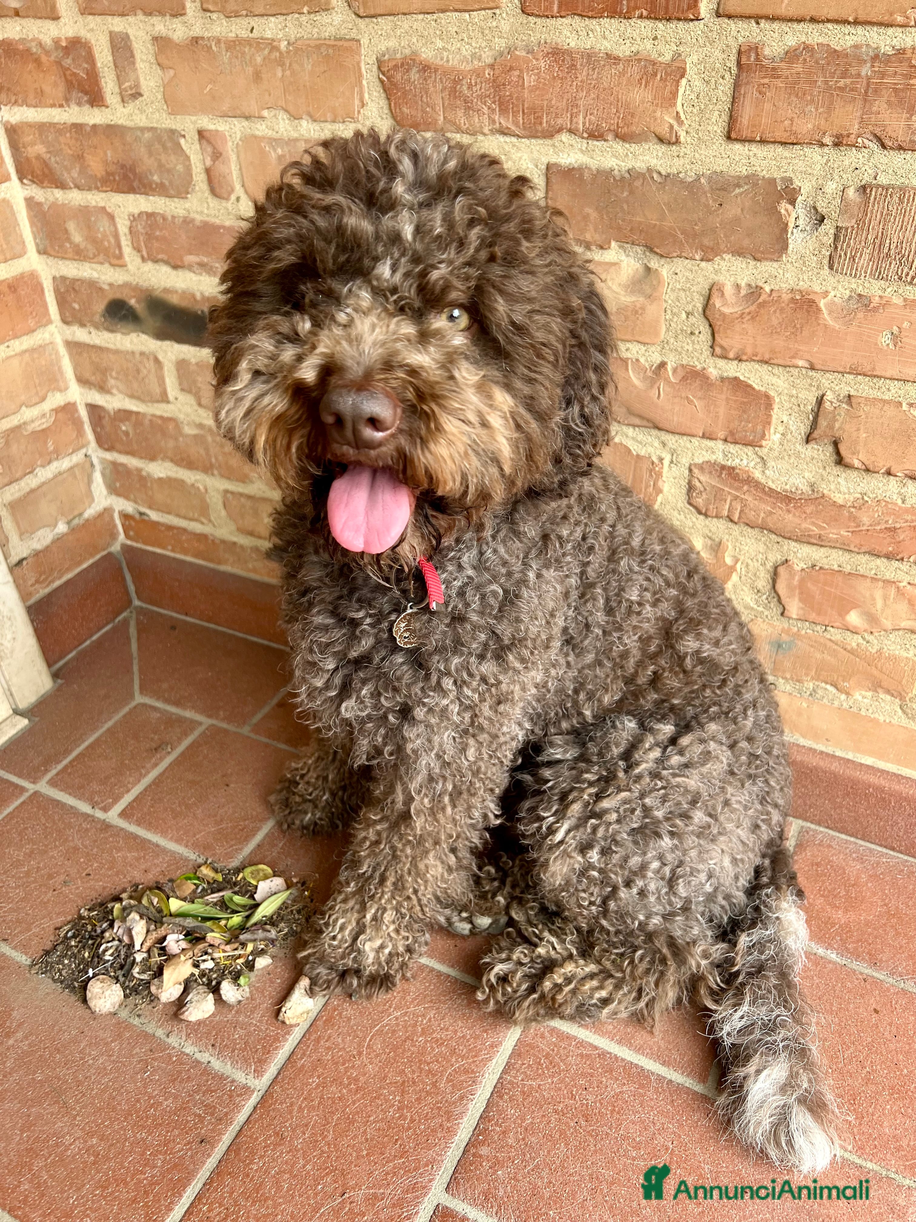 Lagotto cani Ottone cerca compagna 🧸 a Provincia di Arezzo - Annuncio 1