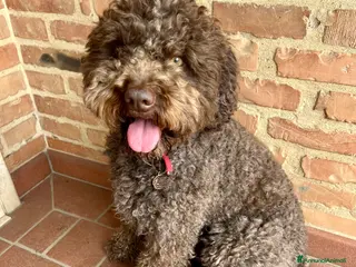 Lagotto cani Ottone cerca compagna 🧸 a Provincia di Arezzo - Annuncio 1