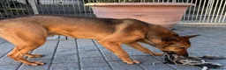 Meticcio cani in regalo: ULISSE LUPETTO - Annuncio 13