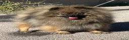 Volpino Pomerania cani in vendita: Due cuccioli maschi di Pomeranian con pedigree  a Città metropolitana di Catania - Annuncio 13