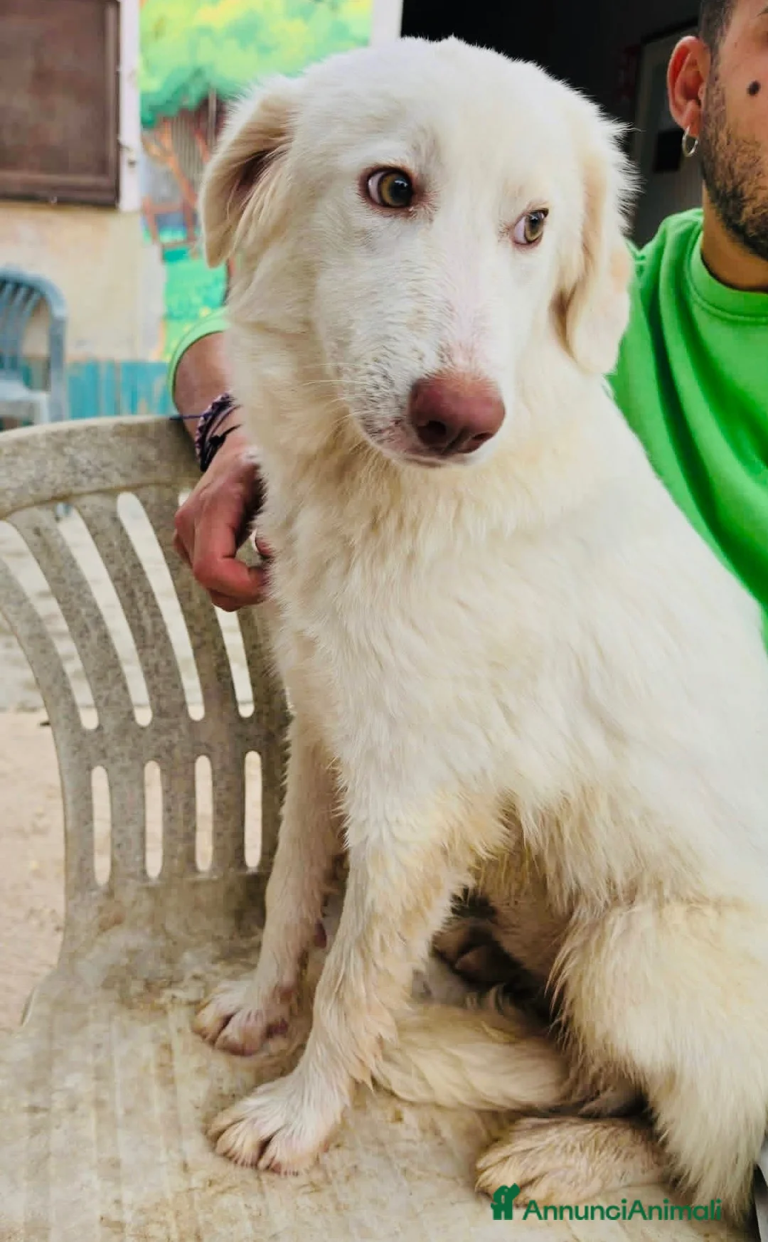 Meticcio cani in regalo: Cagnolina 7 mesi taglia contenuta sterilizzata  - Annuncio 2