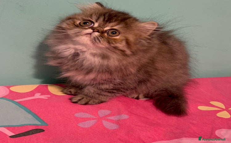Persiano gatti - Annuncio 10