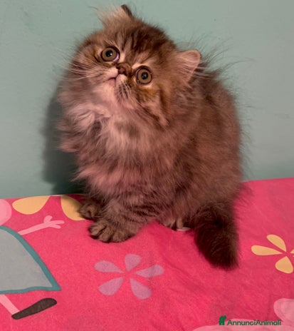Persiano gatti - Annuncio 2