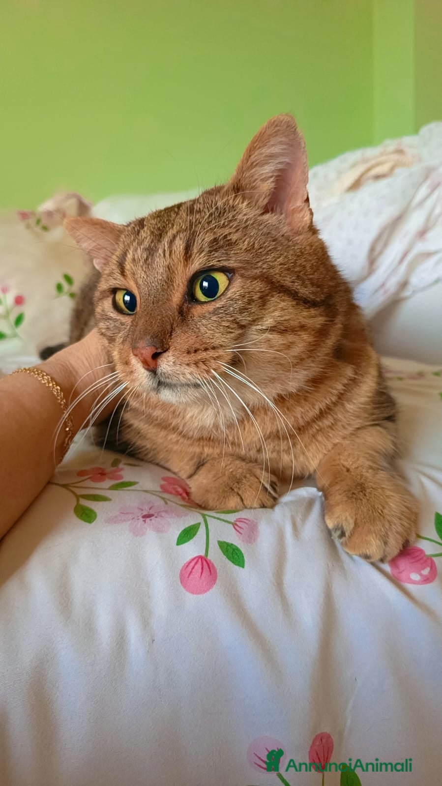 Meticcio gatti TIGRO, dolcissimo gatto rosso cerca casa - Annuncio 2