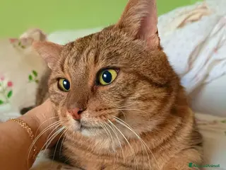 Meticcio gatti TIGRO, dolcissimo gatto rosso cerca casa - Annuncio 5