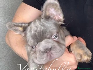 Bulldog Francese cani Bulldog francese (Big rope) - Annuncio 2