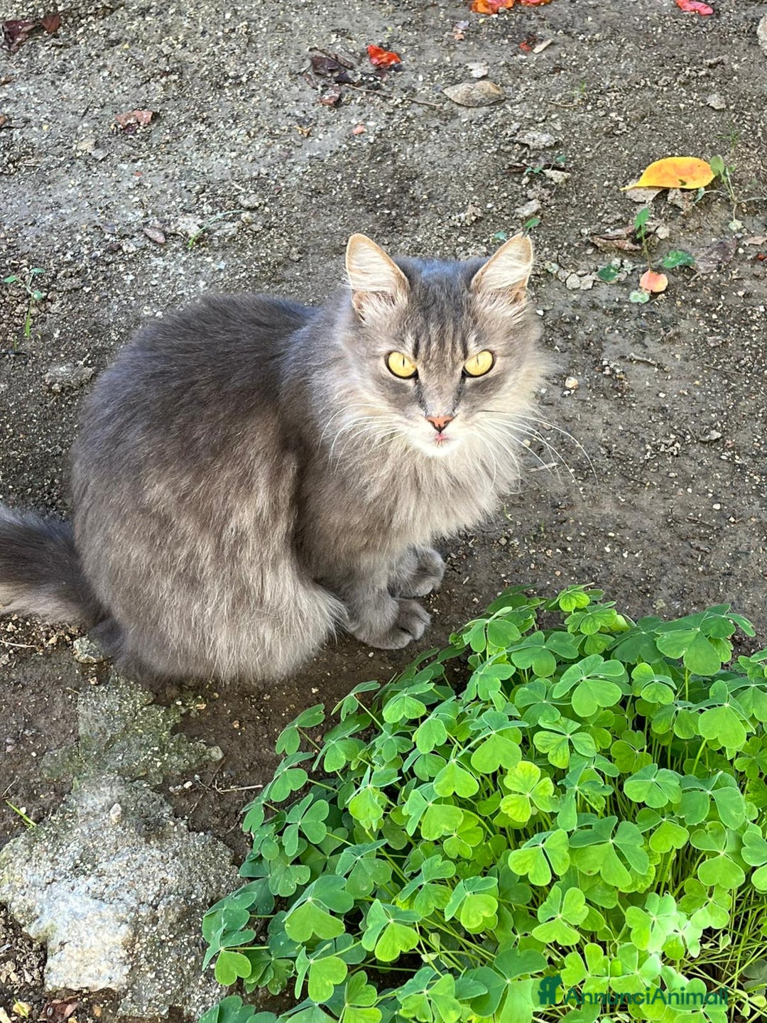 Norvegese gatti in regalo: Norvegesi delle Foreste in adozione - Annuncio 8