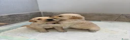 Golden Retriever cani in vendita: Cuccioli di Golden retriever  - Annuncio 6