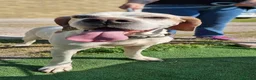 Pointer cani in regalo: LEVANTE🩷una pointer inglese da innamorarsi subito a Provincia di Pavia - Annuncio 5