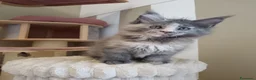 Maine Coon gatti in vendita: Femmina maine coon con pedigree FIFE  - Annuncio 4