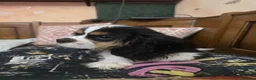 Cavalier King cani in vendita: Cuccioli Cavalier King PEDIGREE CERTIFICAZIONI  - Annuncio 6