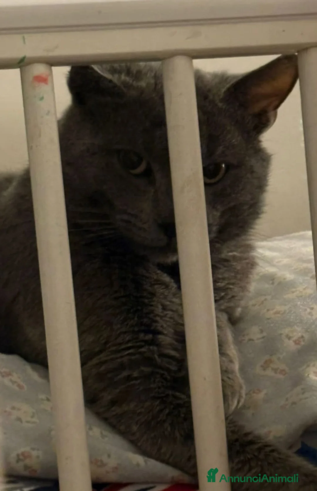 Certosino gatti in regalo: Gattini grigi - Annuncio 2