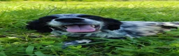 Setter Inglese cani in vendita: Setter inglese  a Provincia di Potenza - Annuncio 1