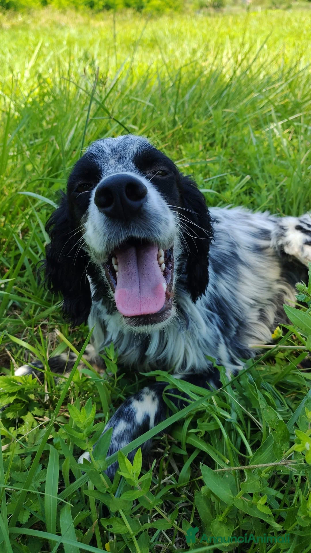 Setter Inglese cani in vendita: Setter inglese  a Provincia di Potenza - Annuncio 1