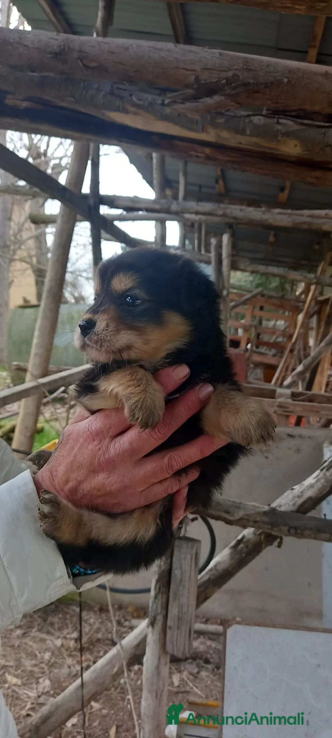 Meticcio cani in regalo: Cuccioli - Annuncio 3