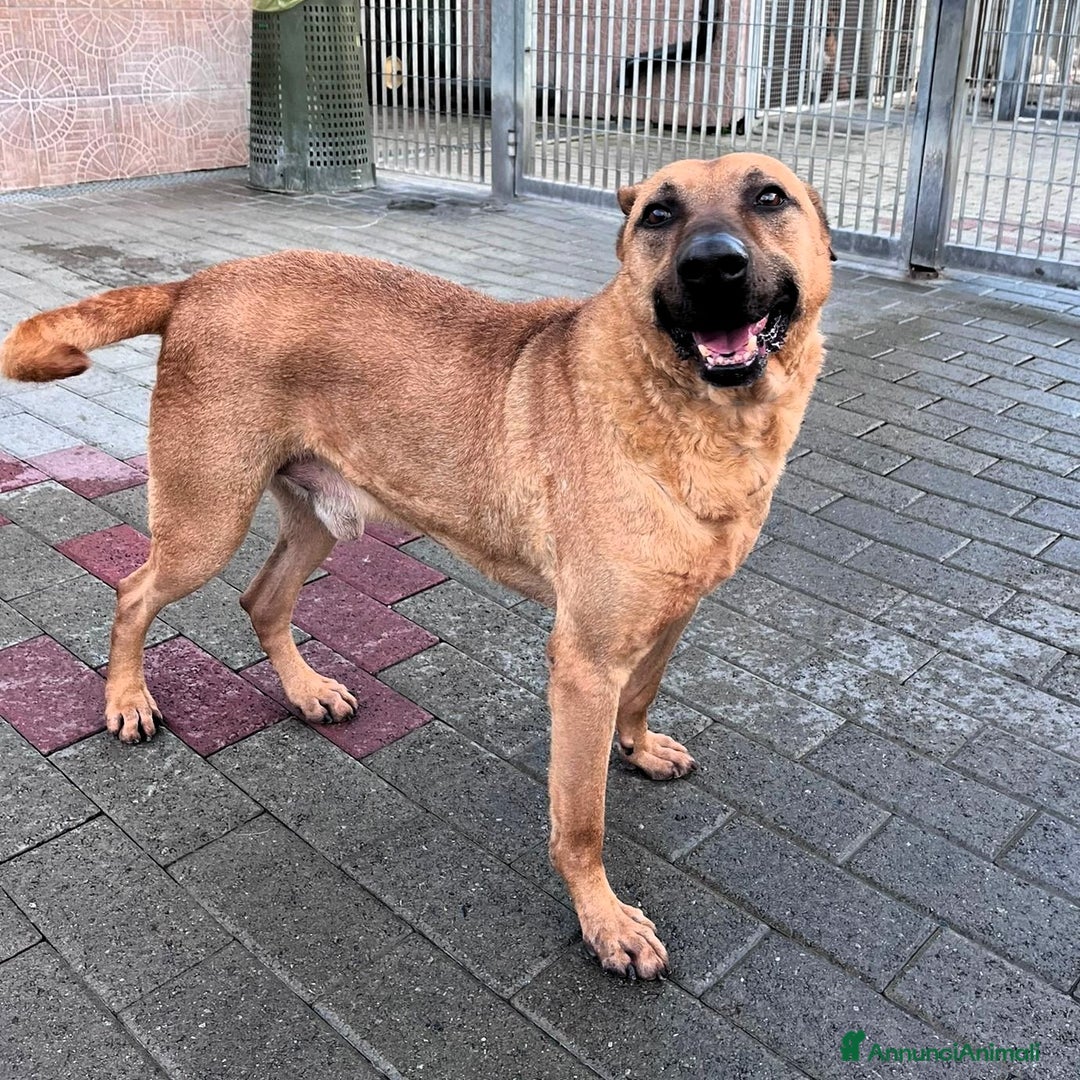 Meticcio cani in regalo: ARGO LUPETTO - Annuncio 1