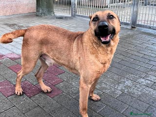 Meticcio cani ARGO LUPETTO - Annuncio 34