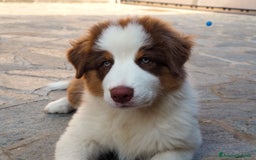 Australian Shepherd cani in vendita: Cuccioli di Pastore Australiano  - Immagine 5
