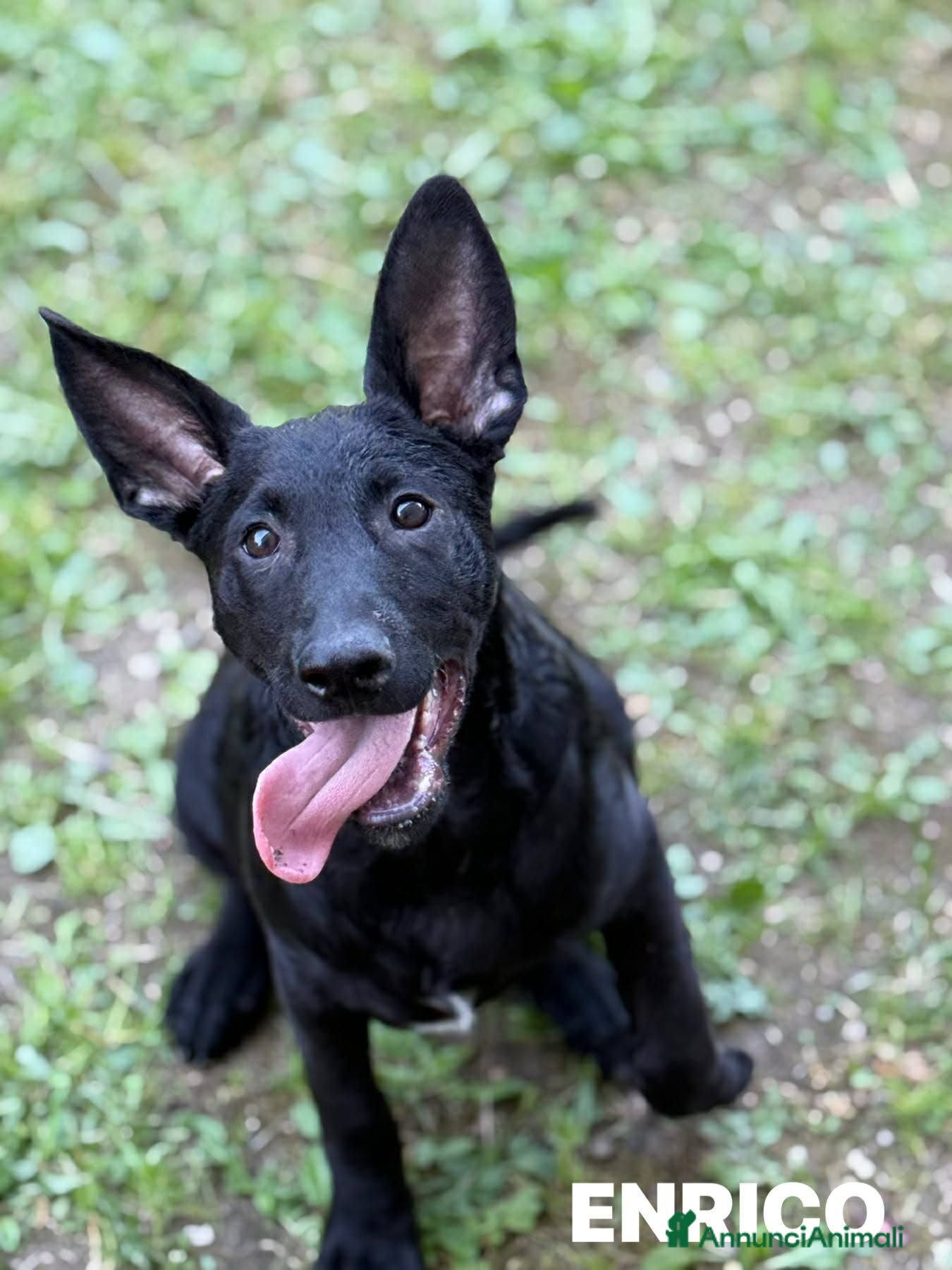 Meticcio cani ENRICO, lupacchiotto dal carattere d'oro! TG MEDIA - Annuncio 4