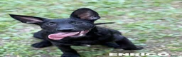 Meticcio cani in regalo: ENRICO, lupacchiotto dal carattere d'oro! TG MEDIA - Annuncio 1