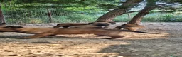 Pastore Belga cani in vendita: Cuccioli Pastore Belga Malinois in Puglia  - Annuncio 6