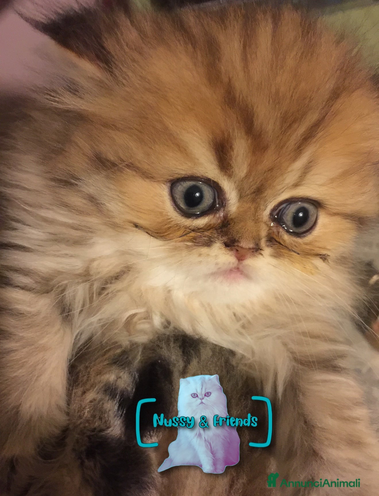 Persiano gatti in vendita: Cucciolo di gatto persiano chinchilla golden - Annuncio 12