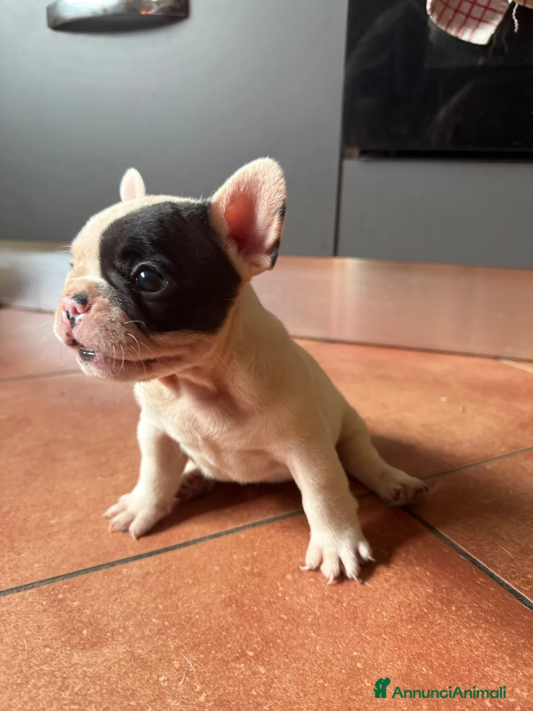 Bulldog Francese cani in vendita: Bulldog francese cucciolo  - Annuncio 2