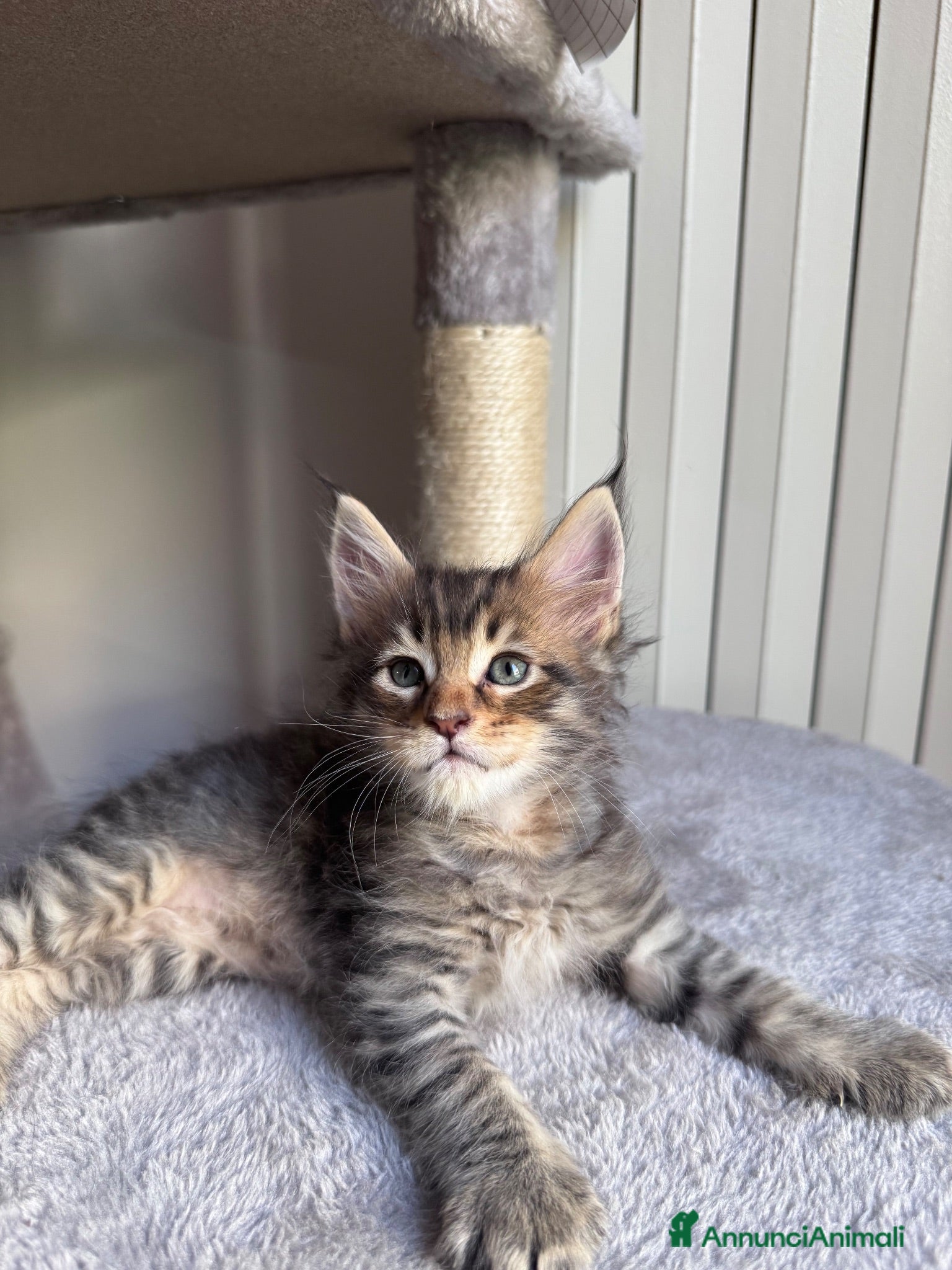 Maine Coon gatti Cuccioli Maine Coon - Annuncio 22