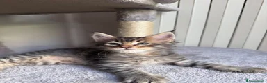 Maine Coon 1