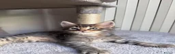 Maine Coon gatti in vendita: Cuccioli Maine Coon - Annuncio 7
